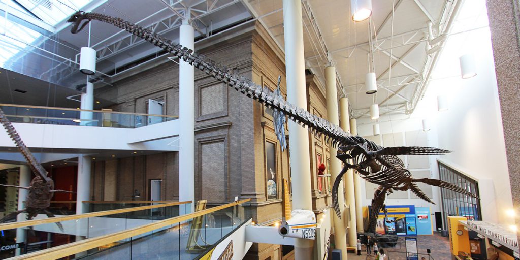 Dinosaur display at the Denver Museum of Nature and Science in Denver, Colorado